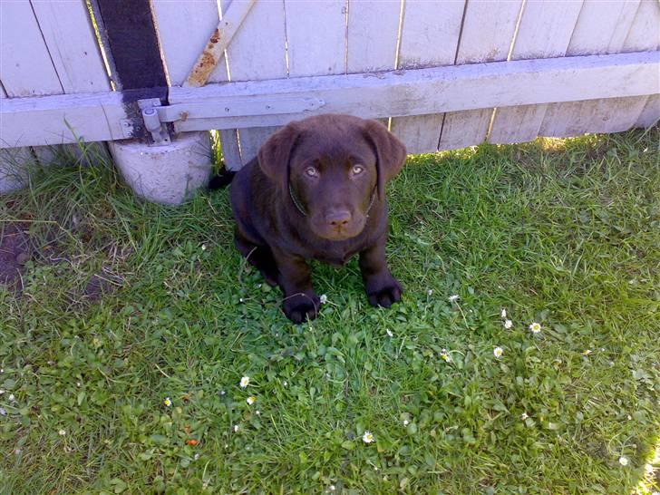 Labrador retriever Kenzo billede 1
