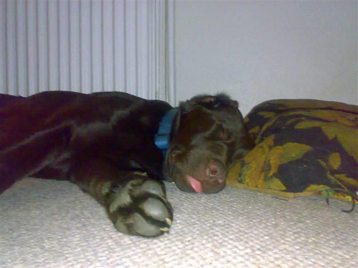 Labrador retriever Kenzo billede 2