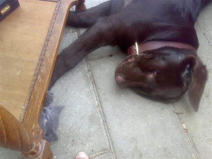 Labrador retriever Kenzo billede 3