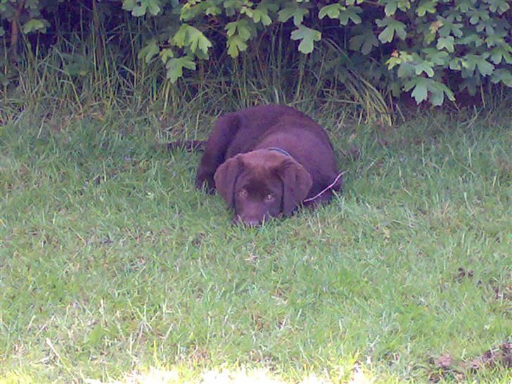 Labrador retriever Kenzo billede 4