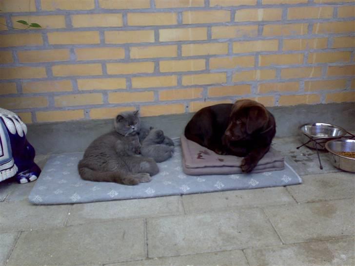 Labrador retriever Kenzo billede 5