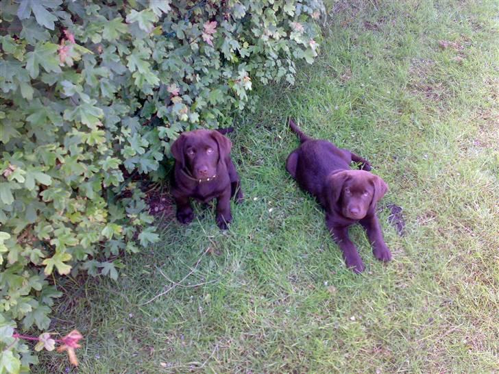 Labrador retriever Kenzo billede 6