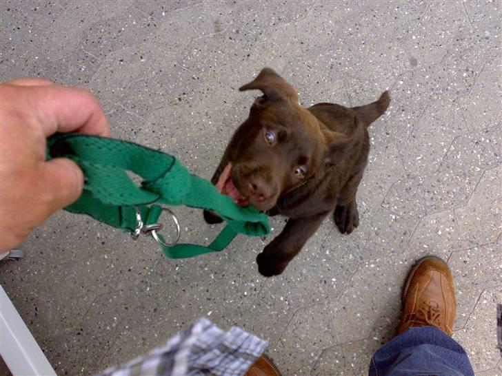 Labrador retriever Kenzo - kom så billede 7