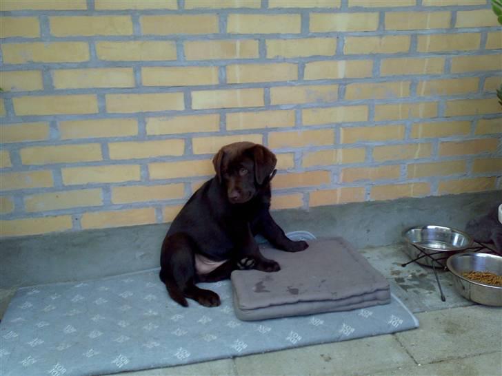 Labrador retriever Kenzo - jeg skal sove billede 8