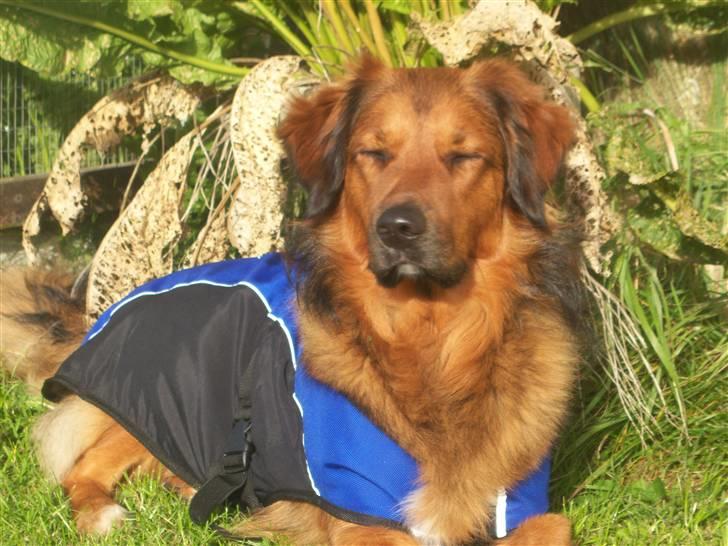 Blanding af racer Baloo - Super Loppen billede 9