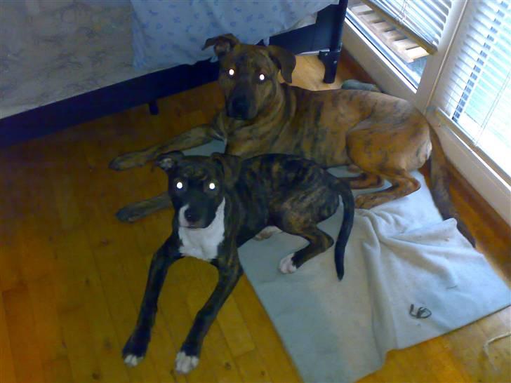 Blanding af racer Simba billede 15