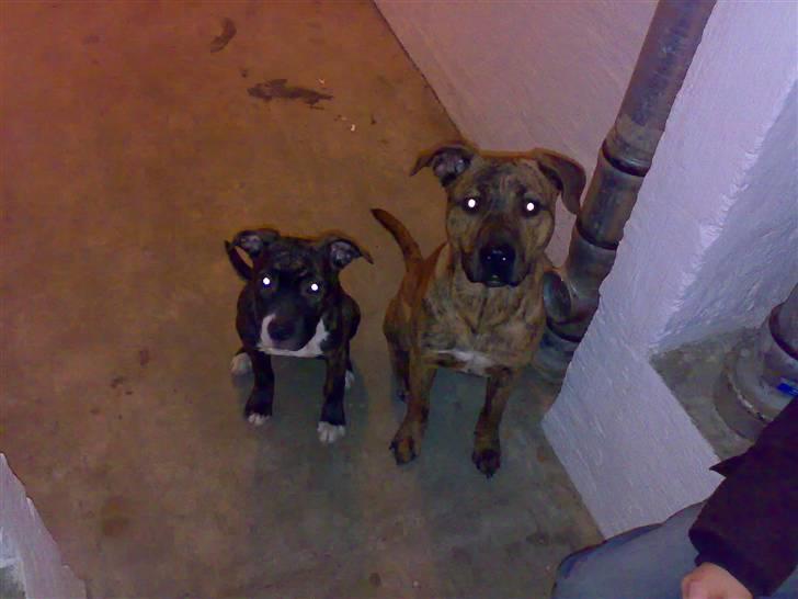 Blanding af racer Simba billede 16