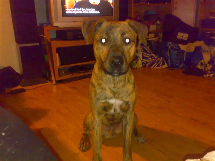 Blanding af racer Simba billede 17