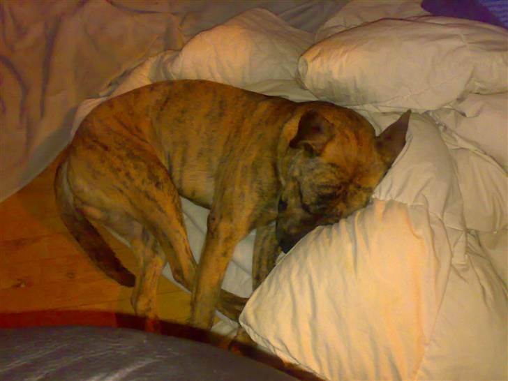 Blanding af racer Simba billede 18