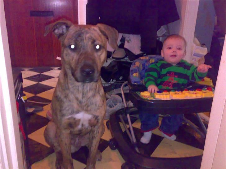 Blanding af racer Simba billede 19