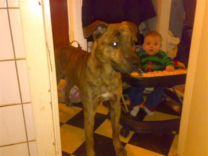 Blanding af racer Simba billede 20