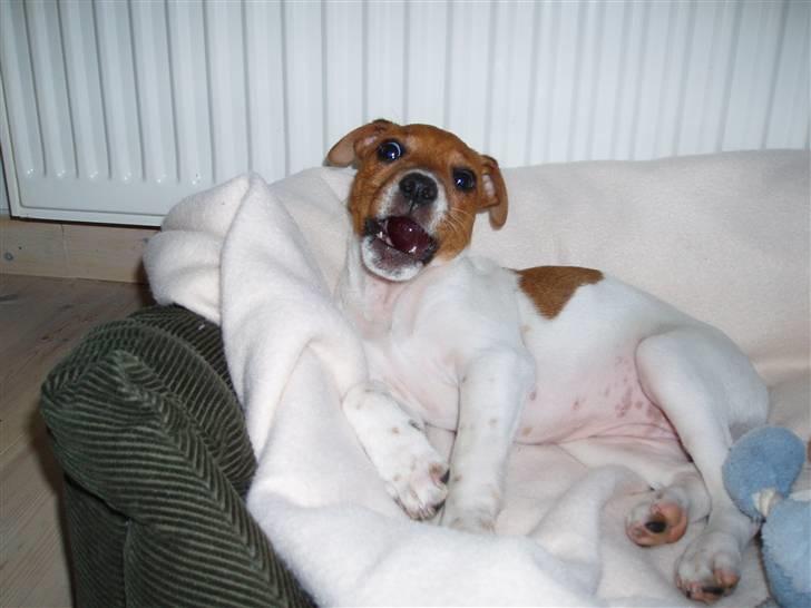 Dansk svensk gaardhund Liva - Liva spiser vindruer billede 6