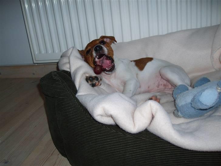 Dansk svensk gaardhund Liva - Liva spiser vindruer billede 7