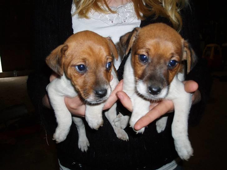 Dansk svensk gaardhund Liva - Liva (mod venstre) med sin søster 5 uger gamle. billede 8