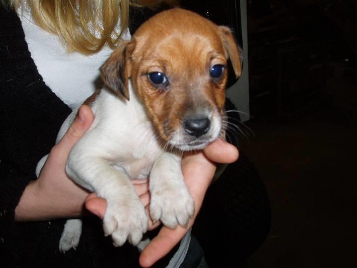 Dansk svensk gaardhund Liva - Liva 5 uger billede 9