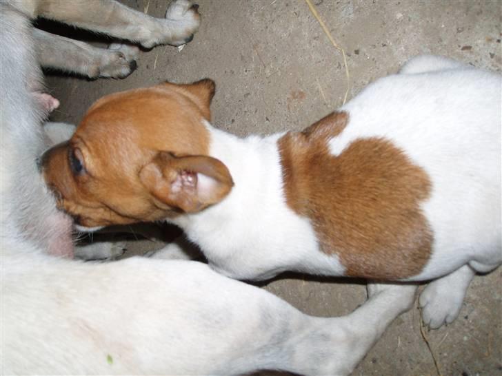 Dansk svensk gaardhund Liva - Liva 5 uger - får lige en tår mælk. billede 10