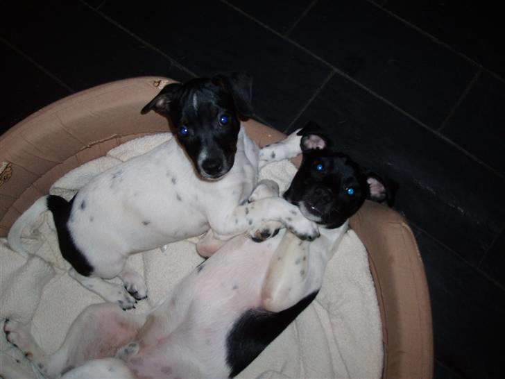 Dansk svensk gaardhund Liva - Lucia og Lucca - Livas hundefamilie. billede 12