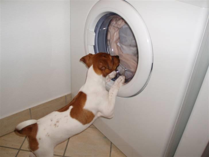 Dansk svensk gaardhund Liva - Hvad sker der derinde....? billede 13