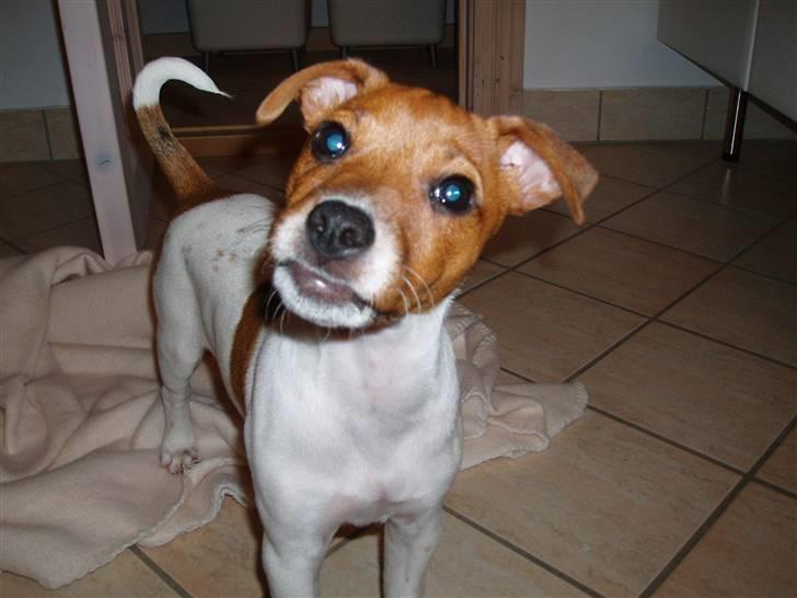 Dansk svensk gaardhund Liva - Sagde du "hundekiks"? billede 14