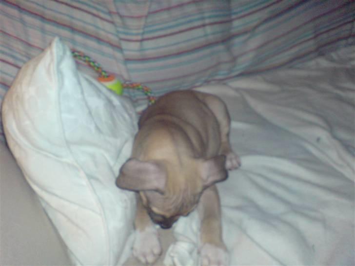 Amerikansk staffordshire terrier Charlie billede 6