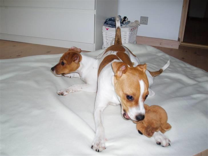 Dansk svensk gaardhund Liva - Det er ikke let at være lillle... billede 15