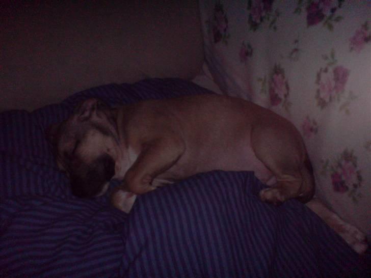 Amerikansk staffordshire terrier Charlie billede 7