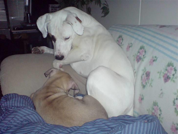 Amerikansk staffordshire terrier Charlie billede 8