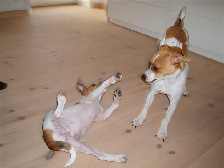 Dansk svensk gaardhund Liva - Liva og Luna billede 16