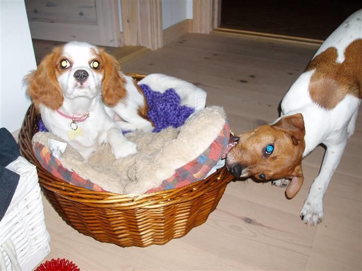 Dansk svensk gaardhund Liva - Man æder da nytårsgæstens kurv, ikke...? billede 17