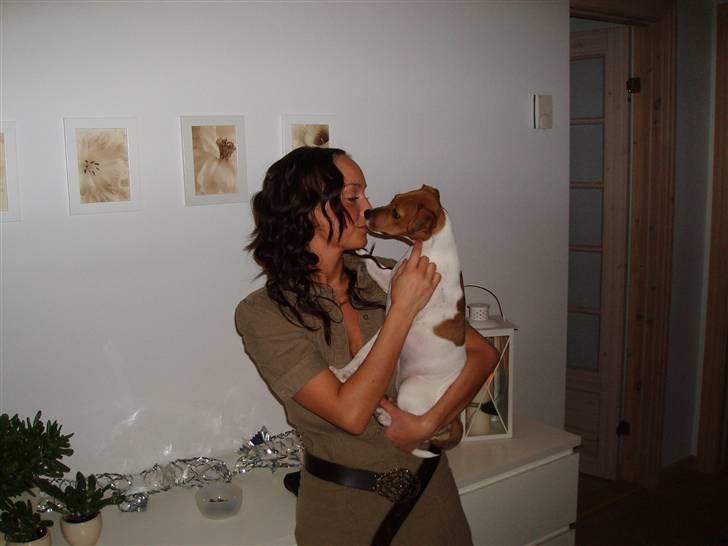 Dansk svensk gaardhund Liva - Nytårs-pys billede 18