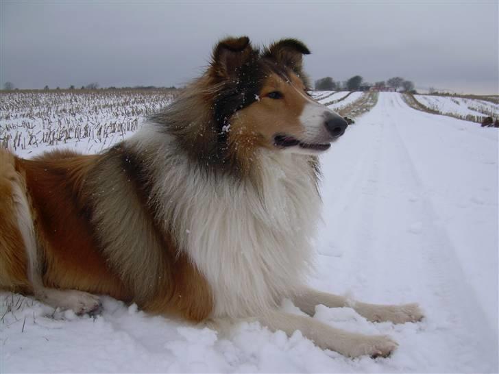Collie langhåret Walther billede 19