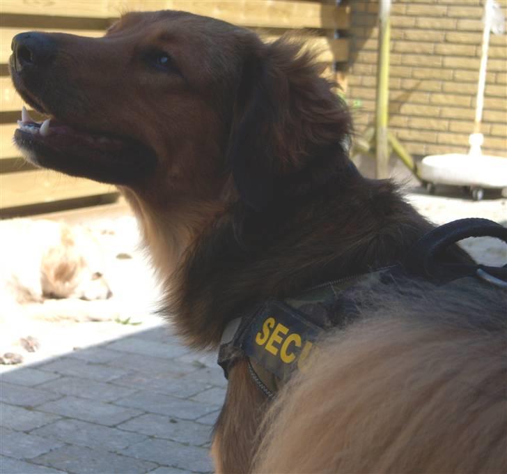 Blanding af racer Baloo - Super Loppen billede 10