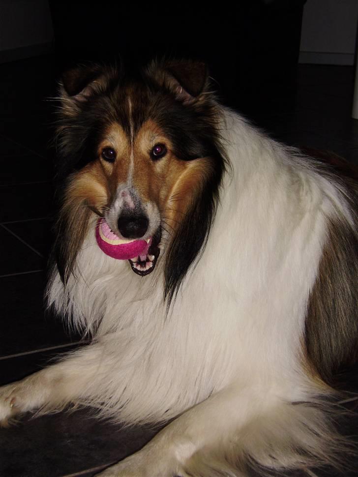 Collie langhåret Walther billede 20