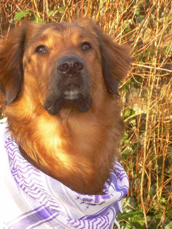 Blanding af racer Baloo - Super Loppen billede 11