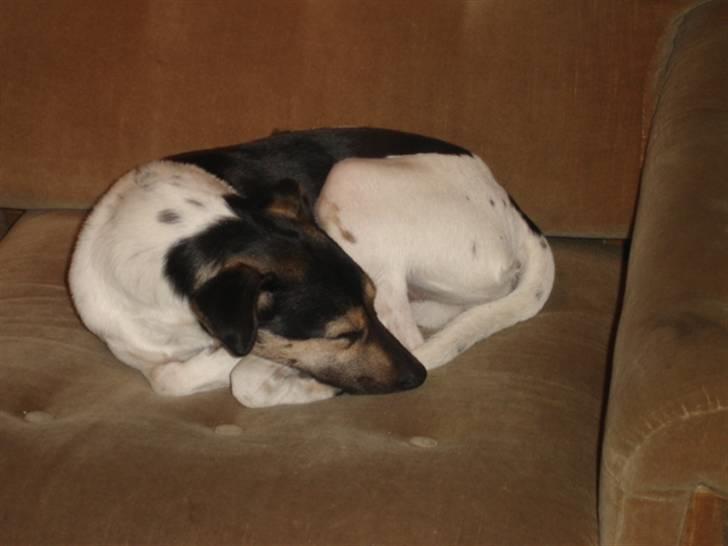 Dansk svensk gaardhund RONJA billede 6