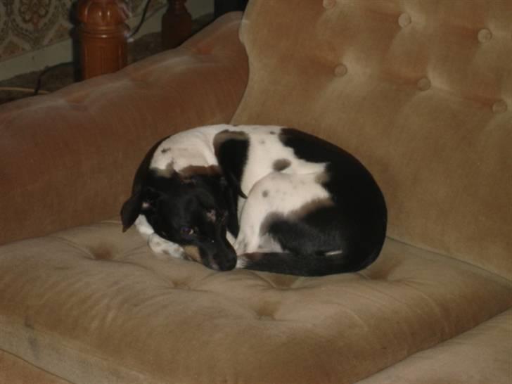 Dansk svensk gaardhund tinka billede 10