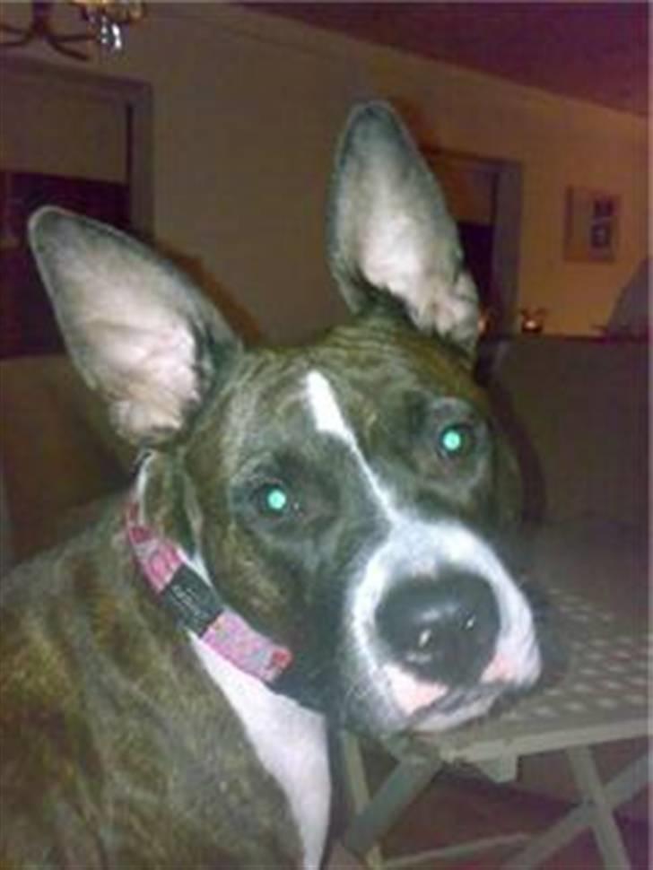 Amerikansk staffordshire terrier Smilla *R.I.P.* feb. 2010 - Jeg hørte ikke heeeeeeelt hvad du sagde, sig det lige igen:0) billede 18
