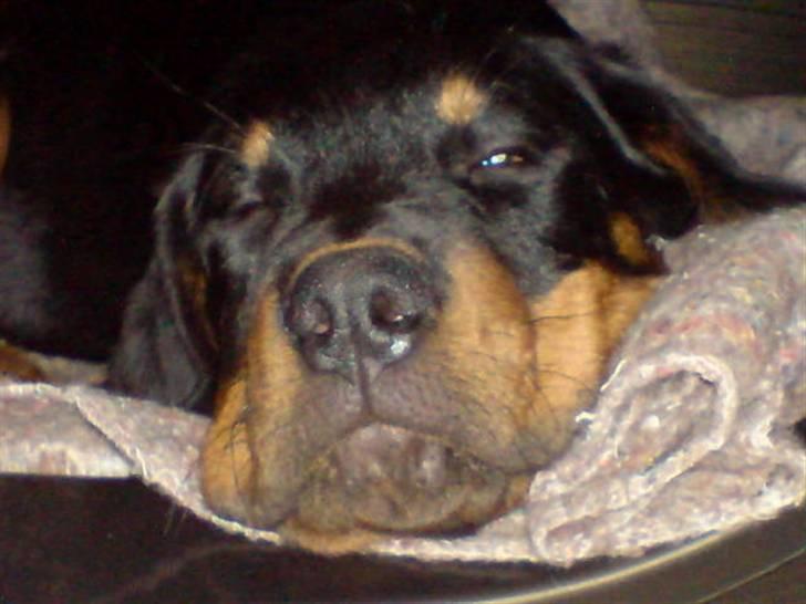 Rottweiler Cæsar billede 11