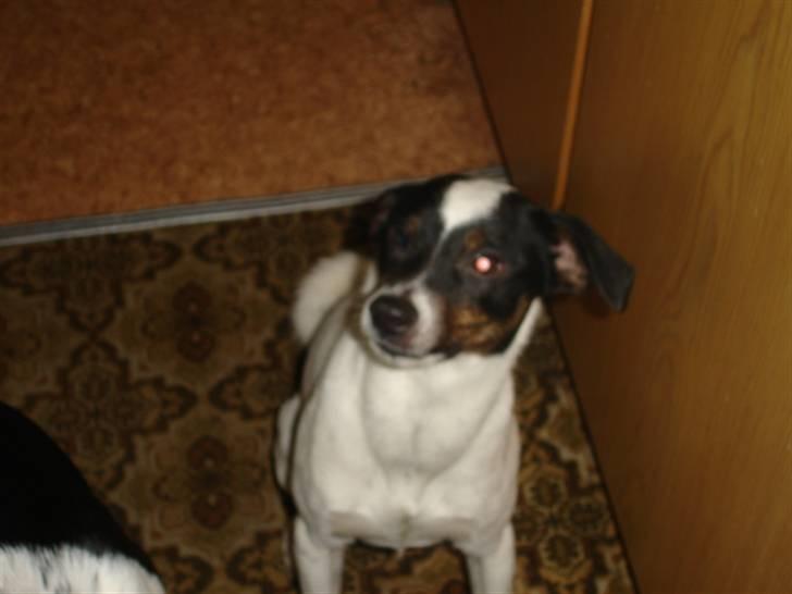 Dansk svensk gaardhund fido billede 1