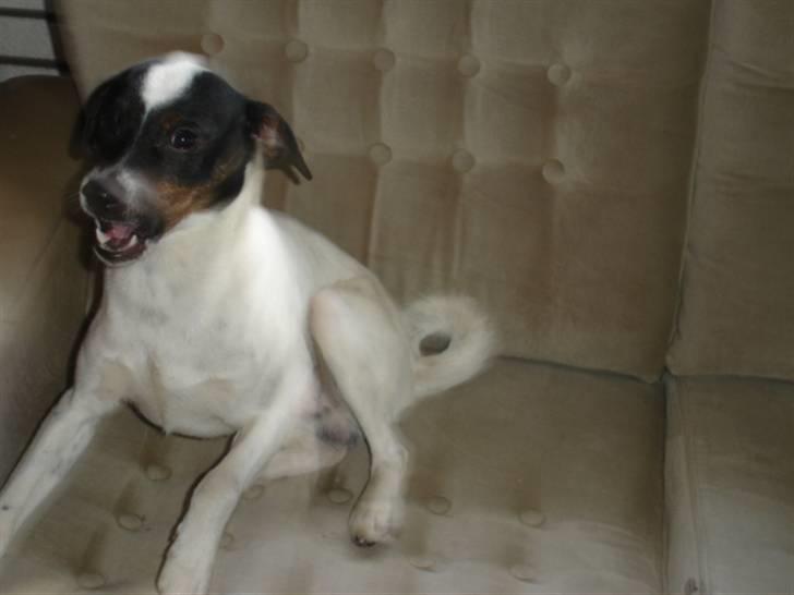 Dansk svensk gaardhund fido billede 2