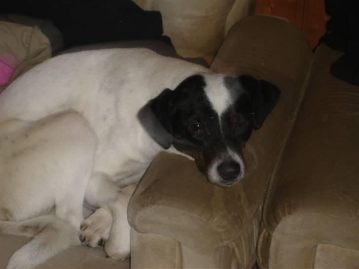 Dansk svensk gaardhund fido billede 3