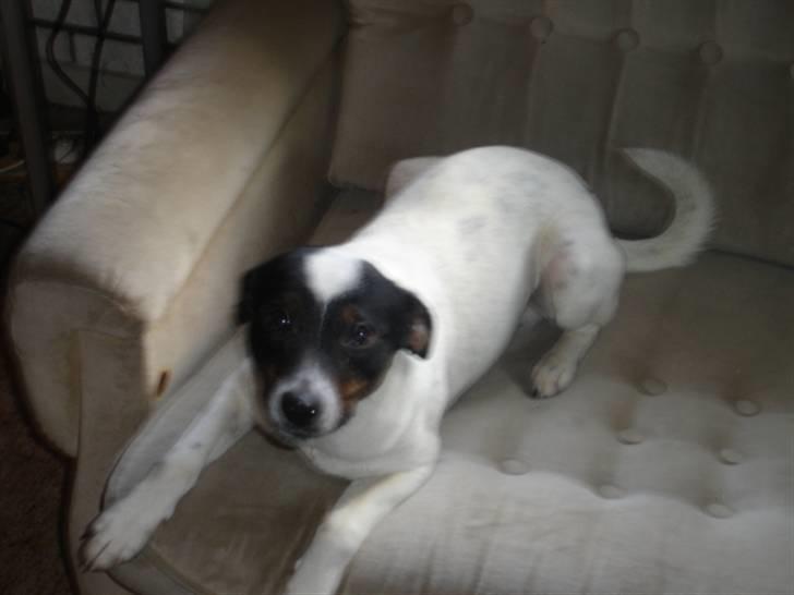 Dansk svensk gaardhund fido billede 4