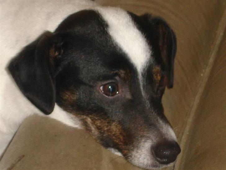 Dansk svensk gaardhund fido billede 5