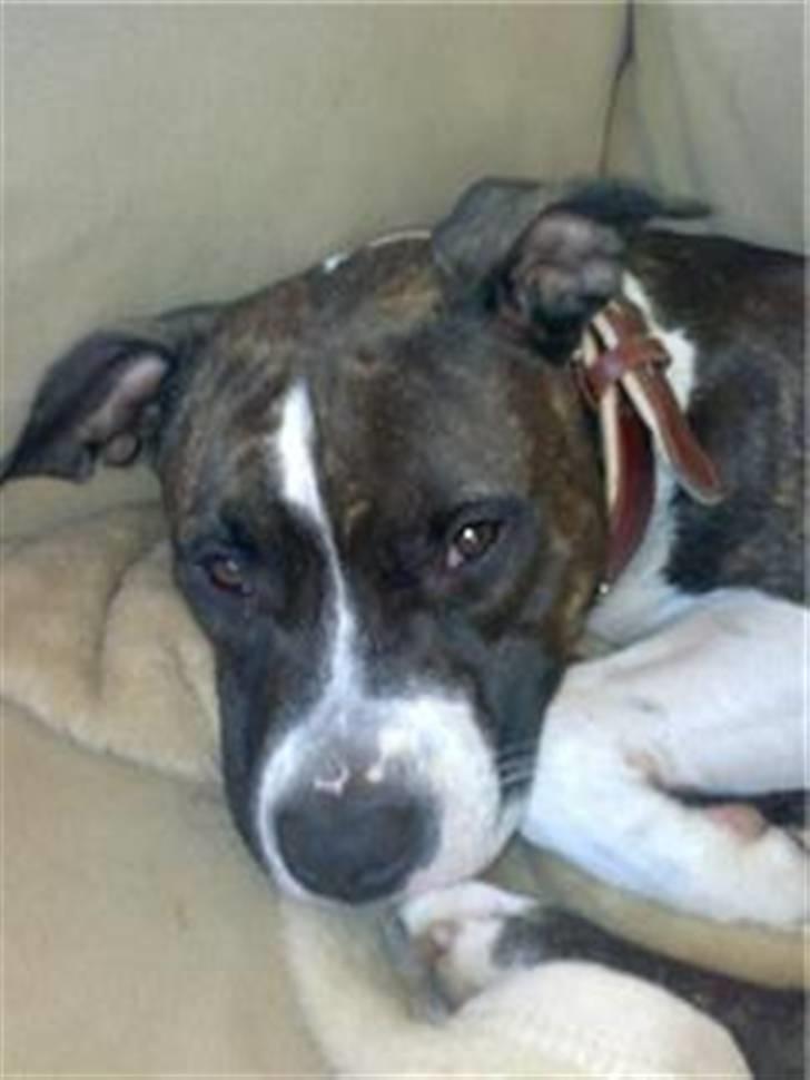 Amerikansk staffordshire terrier Smilla *R.I.P.* feb. 2010 - Godnatter... billede 19