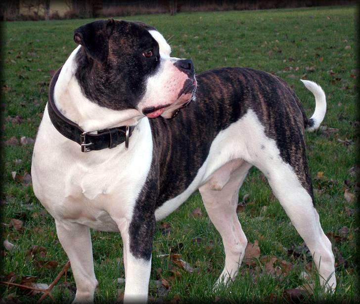 Amerikansk bulldog Vba´s conrad aka rocko  billede 13