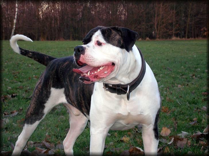 Amerikansk bulldog Vba´s conrad aka rocko  billede 14