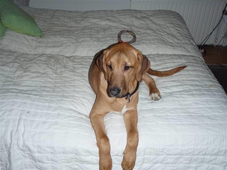 Broholmer cæsar - her er smukke cæsar<3 billede 1