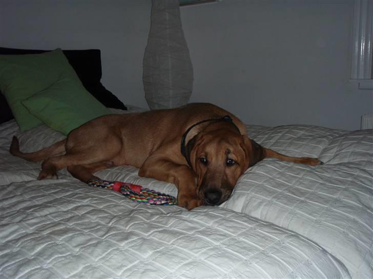 Broholmer cæsar - l loveyou<3 billede 2