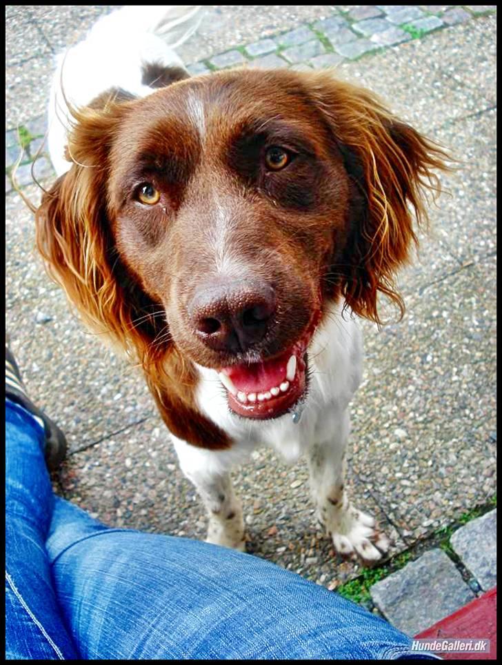 Kleiner münsterländer  | Balder - Velkommen til min fantastiske hund´s profil, ta´ ét kig og smid gerne en bedømmelse... MÅ IKKE KOPIRES billede 1