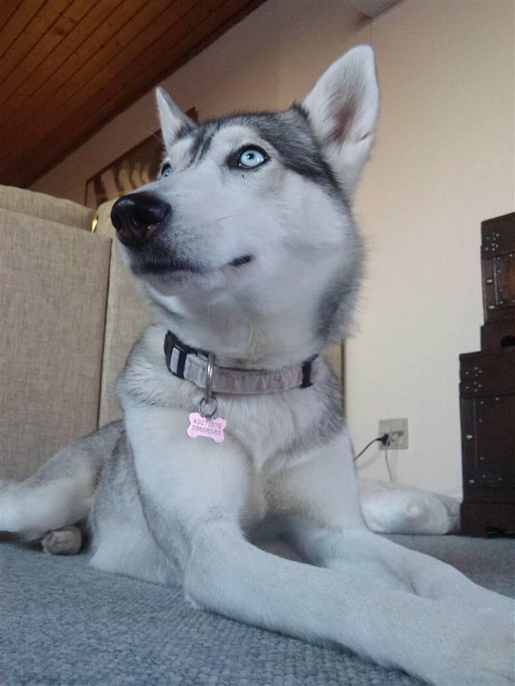 Siberian husky Shellie - De skønneste blå øjne c",) billede 1